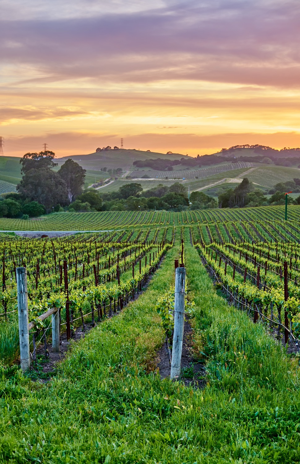vineyards at sunset in california usa 2024 10 11 05 18 41 utc